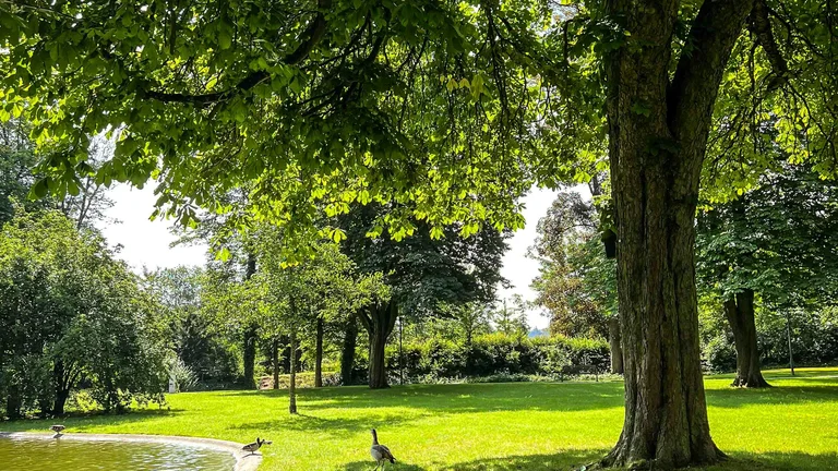 A Importância do Sombreamento na Criação de Aves