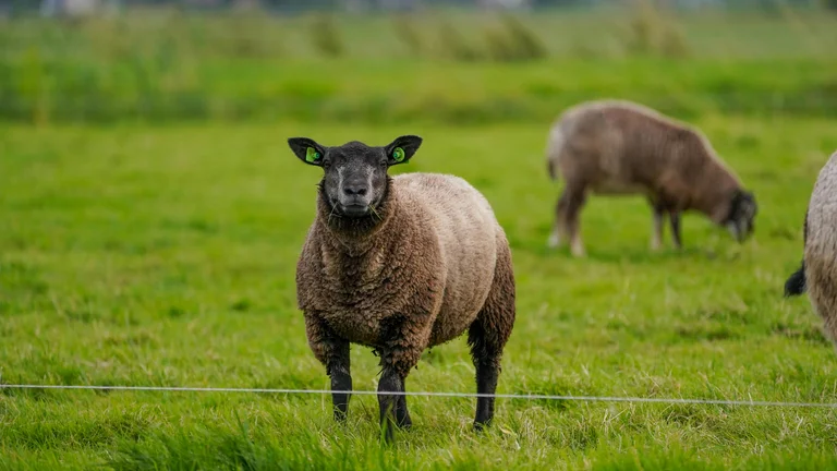 Manejo de Parasitas em Caprinos: O que Você Precisa Saber