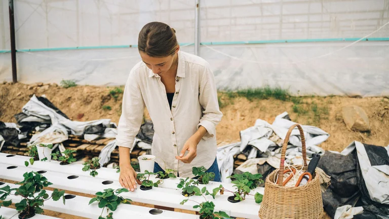 Sustentabilidade na Agricultura: Métodos para um Futuro Verde