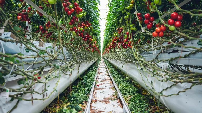 Avanços Tecnológicos na Agricultura Sustentável