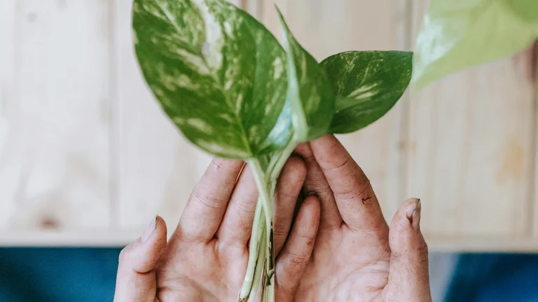 Como Montar um Sistema de Aquaponia com Peixes e Plantas