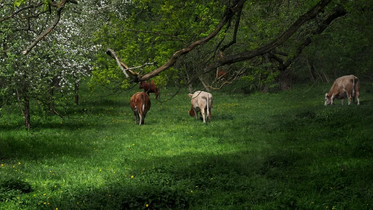 Vantagens da Integração Lavoura-Pecuária-Floresta