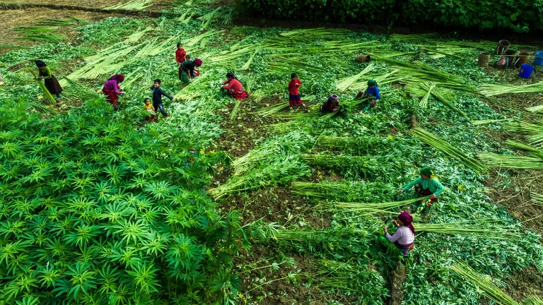 Agricultura Regenerativa: Restaurando Solos Degradados