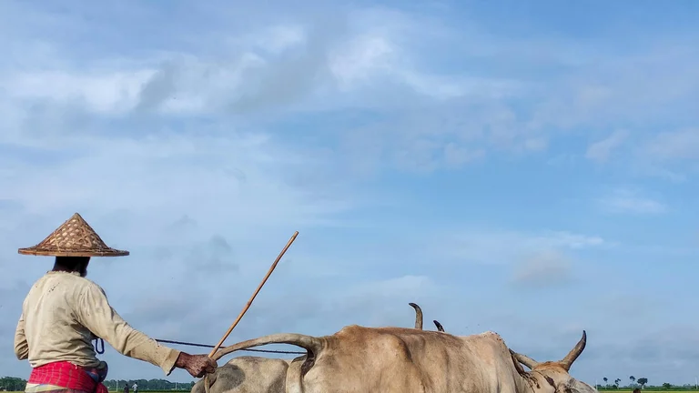 Desafios na Criação de Animais em Solos Pobres