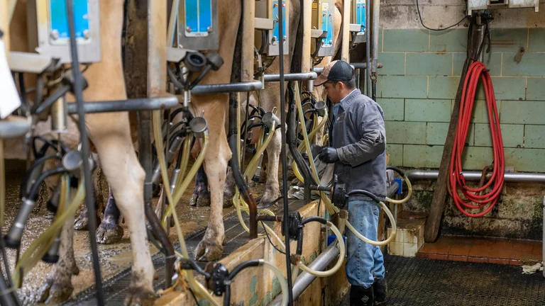 Como Selecionar Equipamentos de Ordenha para Vacas