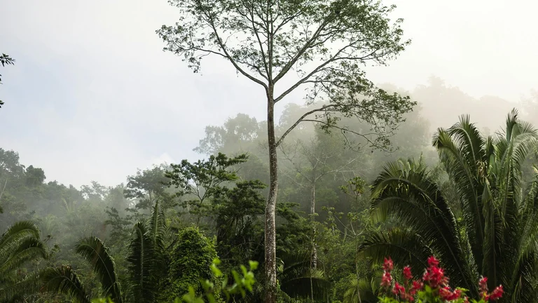 Alemanha Selvagem: Renascimento da Natureza e Histórias Fascinantes
