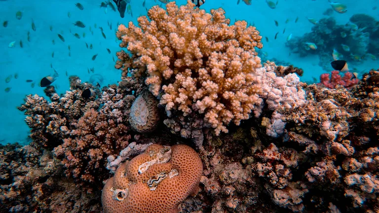 Segredos de Abrolhos: Sobrevivendo Entre Corais e Predadores do Oceano
