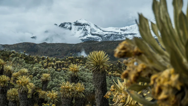 Desafios no Páramo: Frio Intenso e a Força da Fé na Vida Selvagem