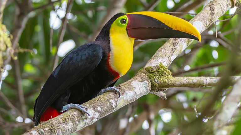 Costa Rica Selvagem: Criaturas Incríveis e Documentários Animalísticos