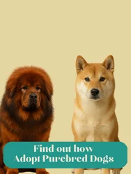 We show you how to adopt now!