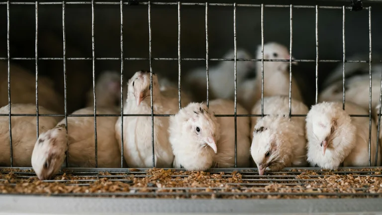 Como Utilizar Subprodutos Animais na Agricultura