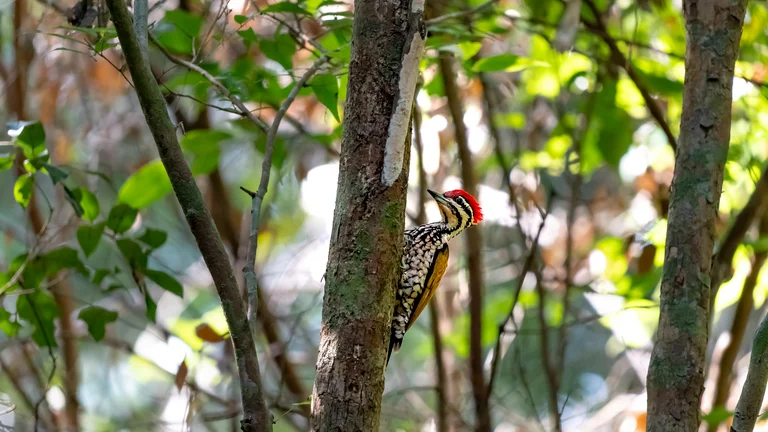 Floresta do Nordeste Americano: Lar das Criaturas Selvagens Fascinantes