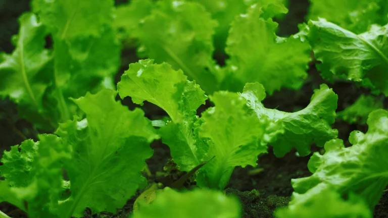 Benefícios do Cultivo Orgânico para o Meio Ambiente
