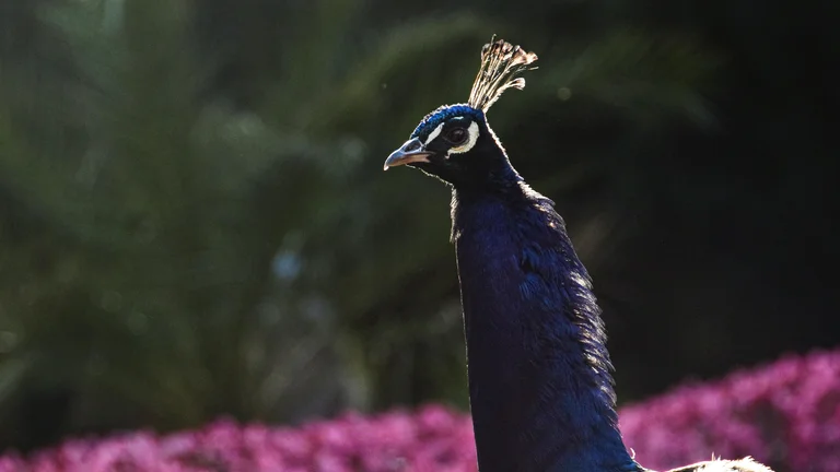 Guia para Criação de Pavões Ornamentais
