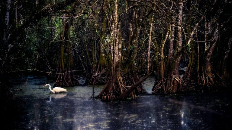 🔴 REINOS DO TIGRE: Nepal e Sundarbans na Luta pela Sobrevivência