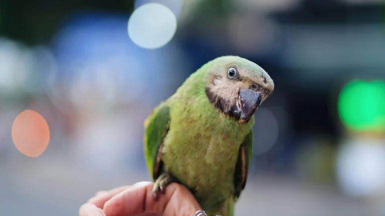 Explorando os Prós e Contras dos Animais Exóticos