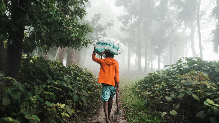 Sundarbans Selvagem: A Luta Pela Sobrevivência no Labirinto do Mangue