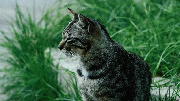 Os Desafios de Criar Animais em Ambientes Urbanos