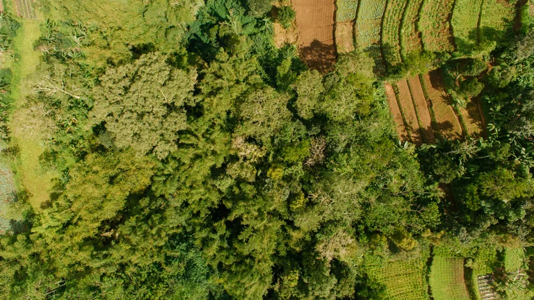 O Impacto do Desmatamento na Sustentabilidade Agrícola