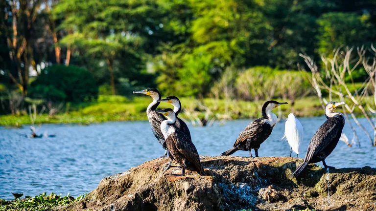 🔴REINOS DE FERA: Mestres da Caçada em Maasai Mara e Serengeti