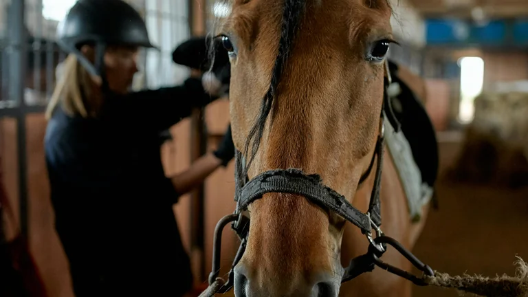 Aprenda a Treinar Cavalos: Dicas para Iniciantes na Equinocultura