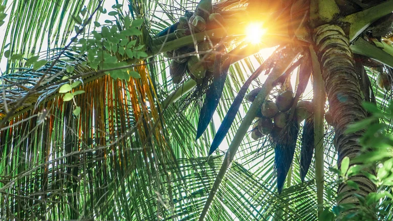 Os Desafios de Criar Perus em Climas Tropicais