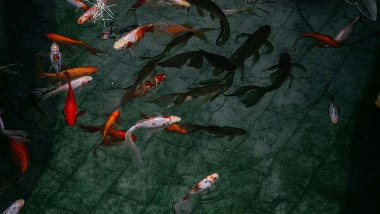 Criação de Peixes em Tanques: Os Primeiros Passos Essenciais