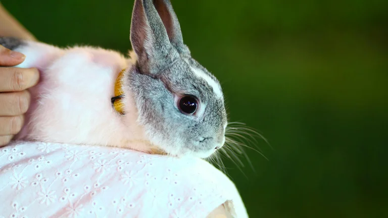 Os Benefícios de Criar Coelhos para Carne e Companhia