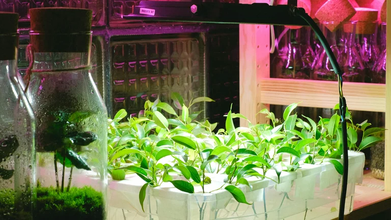 Jovens Talentos no Agronegócio: Oportunidades em Crescimento