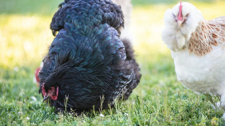 Guia Prático para Criação de Animais em SAFs