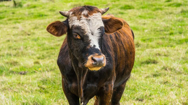Manejo Sustentável de Pastagens: chave para gado bovino