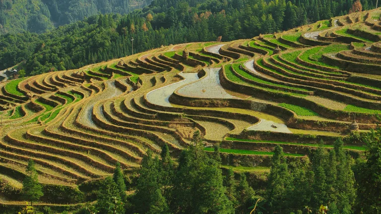 Práticas Agroflorestais para Cultivos Sustentáveis