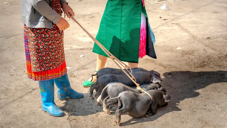 Os Benefícios da Criação de Animais para a Economia Local