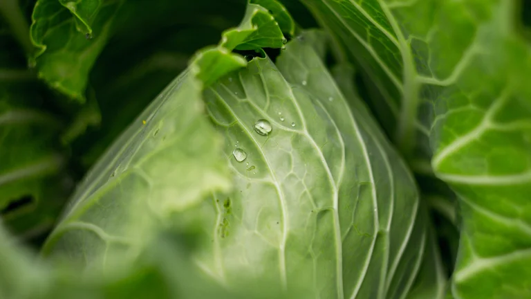 A Importância da Alimentação Balanceada para Porcos