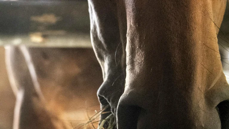 Escolha o Melhor Feno para Alimentar Seus Cavalos