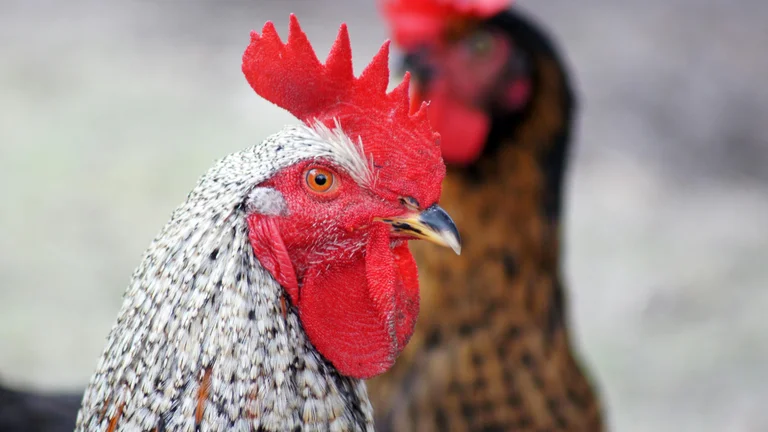 Diversity in Animal Breeding: A Key to Success