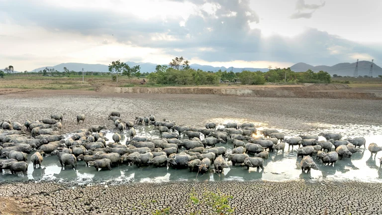 Savana Africana: Batalha Pela Sobrevivência na Estação Seca