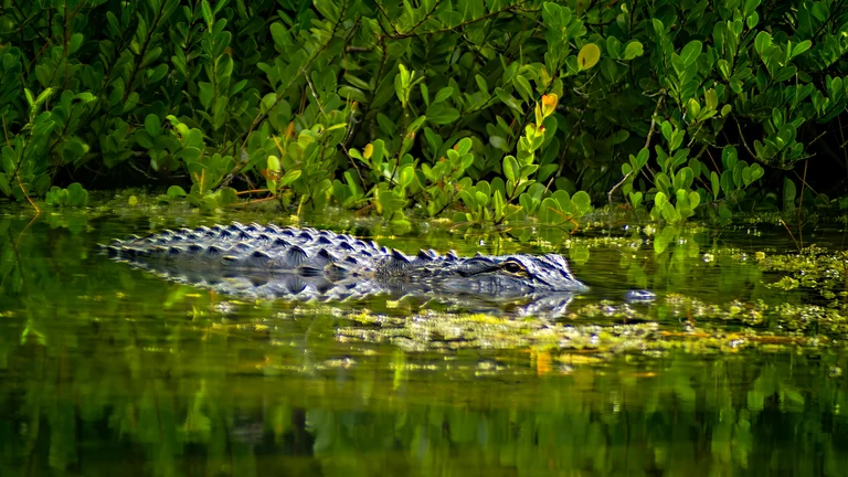 Selva e Pântano: Segredos e Predadores nos Paraísos Naturais