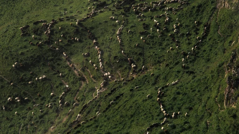 A Importância da Rotação de Pastagens na Pecuária