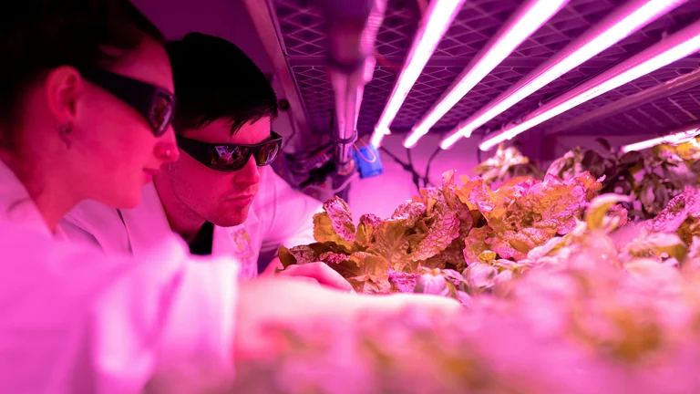 O Futuro dos Alimentos Geneticamente Modificados