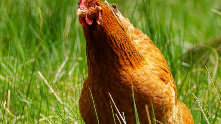 Criação de Galinhas em Sistemas Free-Range