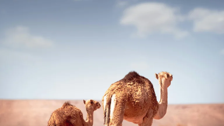 Desafios de Criar Animais em Regiões Áridas