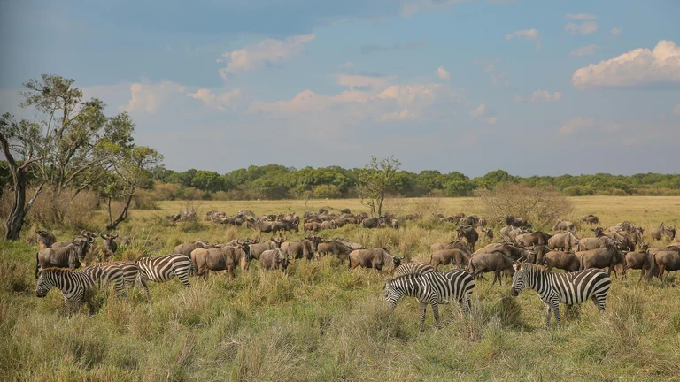 Kenya: O Segredo do Reino Selvagem Revelado