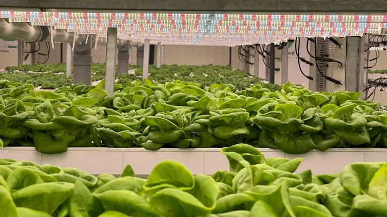 Como a Agricultura Pode Promover a Economia Circular