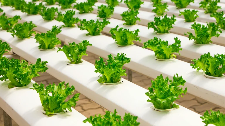 Descubra a Tecnologia de Cultivo Vertical para Alimentos